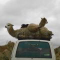The Best Pics:  Position 52 in  - Funny  : lama, auto, transport