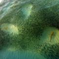 Die besten Bilder:  Position 22 in fische und meer - Schöne Natur - Haie in Fischschwarm