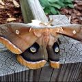 The Best Pics:  Position 83 in  - Giant Moth