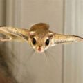 The Best Pics:  Position 163 in  - Flying Squirrel