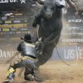 Die besten Bilder in der Kategorie tiere: Bull Riding