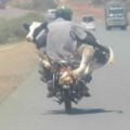 Die besten Bilder in der Kategorie Vote: Muhtorrad - Kuh mit Motorrad transportieren