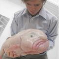 Die besten Bilder in der Kategorie fische_und_meer: Blobfish