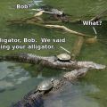 Die besten Bilder in der Kategorie reptilien: Bring deinen Alligator mit, haben wir gesagt! Schildkröten-Fun
