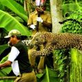 Die besten Bilder:  Position 41 in gefÄhrlich - oh, shit happens - Leopard Angriff
