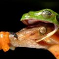 Die besten Bilder in der Kategorie tiere: Frosch, Schlange