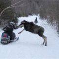 The Best Pics:  Position 72 in  - Moose Attack 