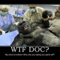 Die besten Bilder in der Kategorie tiere: WTF Doc - Warum zieht ihr meine Hose aus - Gorilla