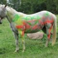 Die besten Bilder in der Kategorie graffiti: Buntes Pferd