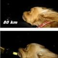 Die besten Bilder in der Kategorie hunde: Speed Dog