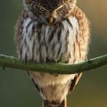 The Best Pics:  Position 78 in  - Soon - Owl or so