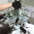 Die besten Bilder in der Kategorie katzen: Beim Katzen-Friseur