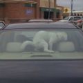 The Best Pics:  Position 12 in  - Thats right! Dog shits in car