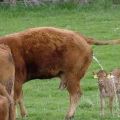 Die besten Bilder:  Position 340 in tiere - Cow Golden Shower - Piss Happens