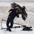 The Best Pics:  Position 46 in  - Eagle Attack