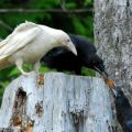 The Best Pics:  Position 43 in  - Albino Raven