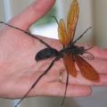 Die besten Bilder in der Kategorie insekten: Tarantula Hawk