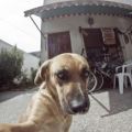 Die besten Bilder:  Position 66 in hunde - This is me and my house - Dog