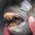The Best Pics:  Position 51 in  - Fisch with Teeth