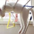 The Best Pics:  Position 31 in  - Howto Dry Cats