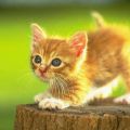 The Best Pics:  Position 96 in  - Cute little Cat