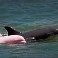 The Best Pics:  Position 20 in  - Albino Delphin Baby