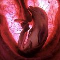 Die besten Bilder in der Kategorie fische_und_meer: Delphin Embryo in Gebärmutter