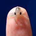 Die besten Bilder in der Kategorie fische_und_meer: Baby-Octopus ist wirklich klein