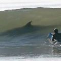 The Best Pics:  Position 83 in  - Funny  : Hai, Surfer