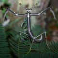 The Best Pics:  Position 46 in  - Praying Metal Mantis