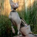 The Best Pics:  Position 19 in  - Biomechanic Cat