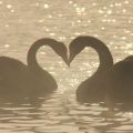 The Best Pics:  Position 27 in  - Swans only have one partner for their whole life if their partner dies they could pass away from broken heart