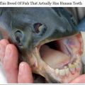 The Best Pics:  Position 53 in  - Dont bite me - Fish with teeth