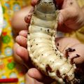 Die besten Bilder in der Kategorie insekten: Käfer Larve - Hercules Beetle 