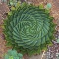 Die besten Bilder in der Kategorie natur: Kakteen Pflanze in Spiral-Formation