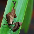 Die besten Bilder in der Kategorie insekten: Totes Blatt Gottesanbeterin