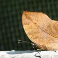 Die besten Bilder in der Kategorie insekten: Totes Blatt Schmetterling - Dead Leaf Butterfly