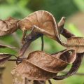 Die besten Bilder in der Kategorie reptilien: Fantastic Leaf-Tail Gecko