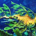 The Best Pics:  Position 46 in  - Leafy Sea Dragon