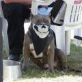 Die besten Bilder in der Kategorie hunde: Fifi, bei Fuss - Gefährliches Hundehalstuch