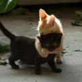 The Best Pics:  Position 13 in  - Cat Wrestling