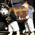 Die besten Bilder in der Kategorie hunde: Coole Piraten-Verkleidung für Hunde