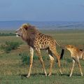 Die besten Bilder in der Kategorie Vote: Löraffe - Löwen-Giraffe