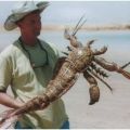 Die besten Bilder in der Kategorie fische_und_meer: Urzeit-Krebs - Weird Crustacean