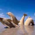 Die besten Bilder in der Kategorie sand_kunst: Sandige Delphine - Amazing Sand Art