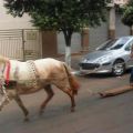 The Best Pics:  Position 67 in  - Coolness: Cheflevel - Horse-Street-Planking-Surfin