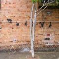 Die besten Bilder in der Kategorie graffiti: Affen klettern an Rohr - Grafitti