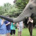 Die besten Bilder in der Kategorie allgemein: Elefant saugt Gesicht