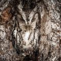 The Best Pics:  Position 9 in  - Owl Camouflage in Perfection