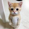 The Best Pics:  Position 29 in  - Cutest Cat of the World